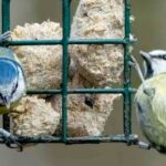 Plantar espécies vegetais para alimentar as aves do jardim