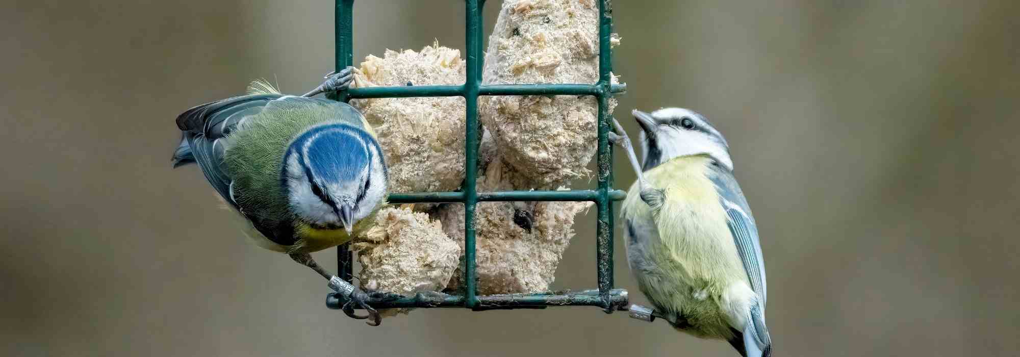 Plantar espécies vegetais para alimentar as aves do jardim