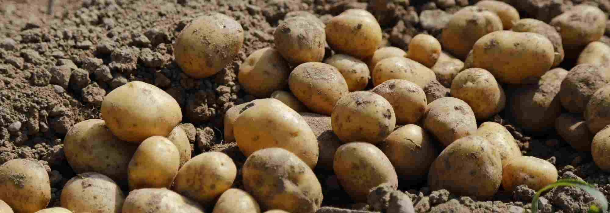 Batatas-inglesas de conservação: o nosso guia completo para as escolher
