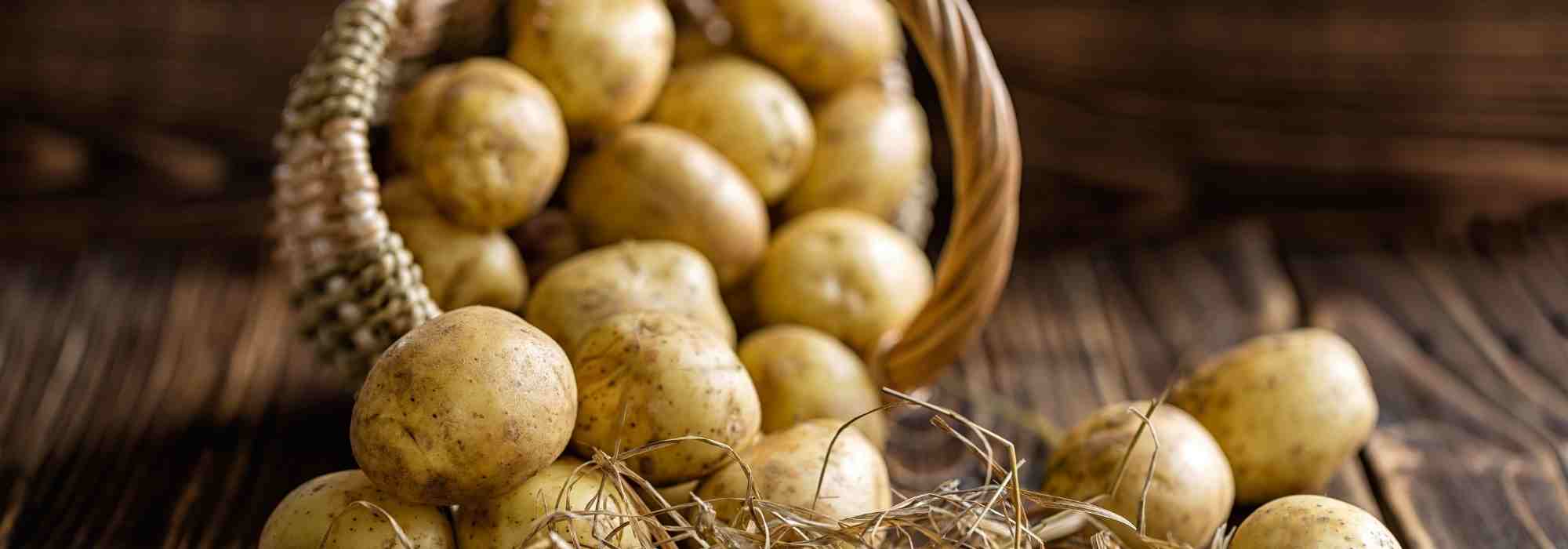 Batatas-inglesas precoces: o nosso guia completo para as escolher e cultivar