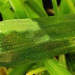 Legumes que não exigem cuidados para uma horta fácil e produtiva