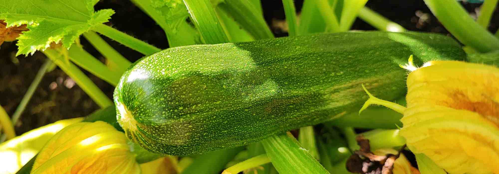 Legumes que não exigem cuidados para uma horta fácil e produtiva