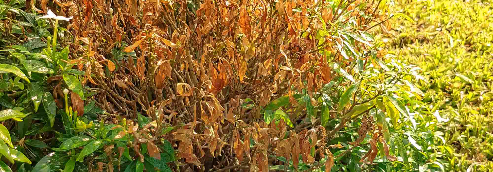 Nada cresce no meu jardim: porquê?