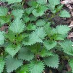 Como diagnosticar o seu solo através das plantas bioindicadoras?