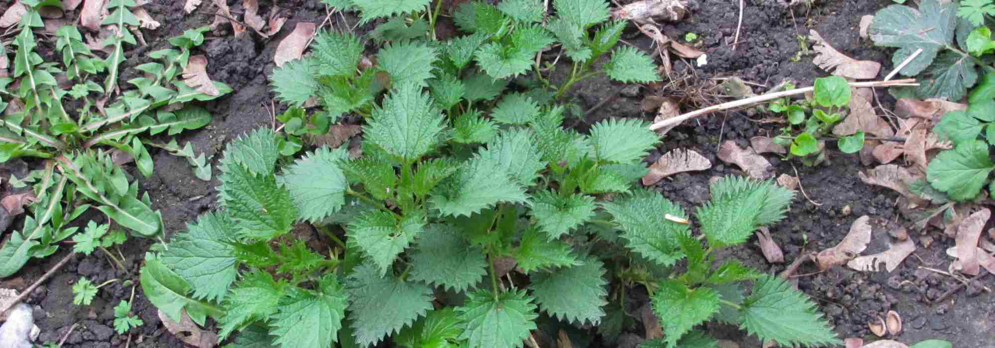 Como diagnosticar o seu solo através das plantas bioindicadoras?