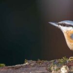 A trepadeira-azul: como atrair esta ave para o jardim?