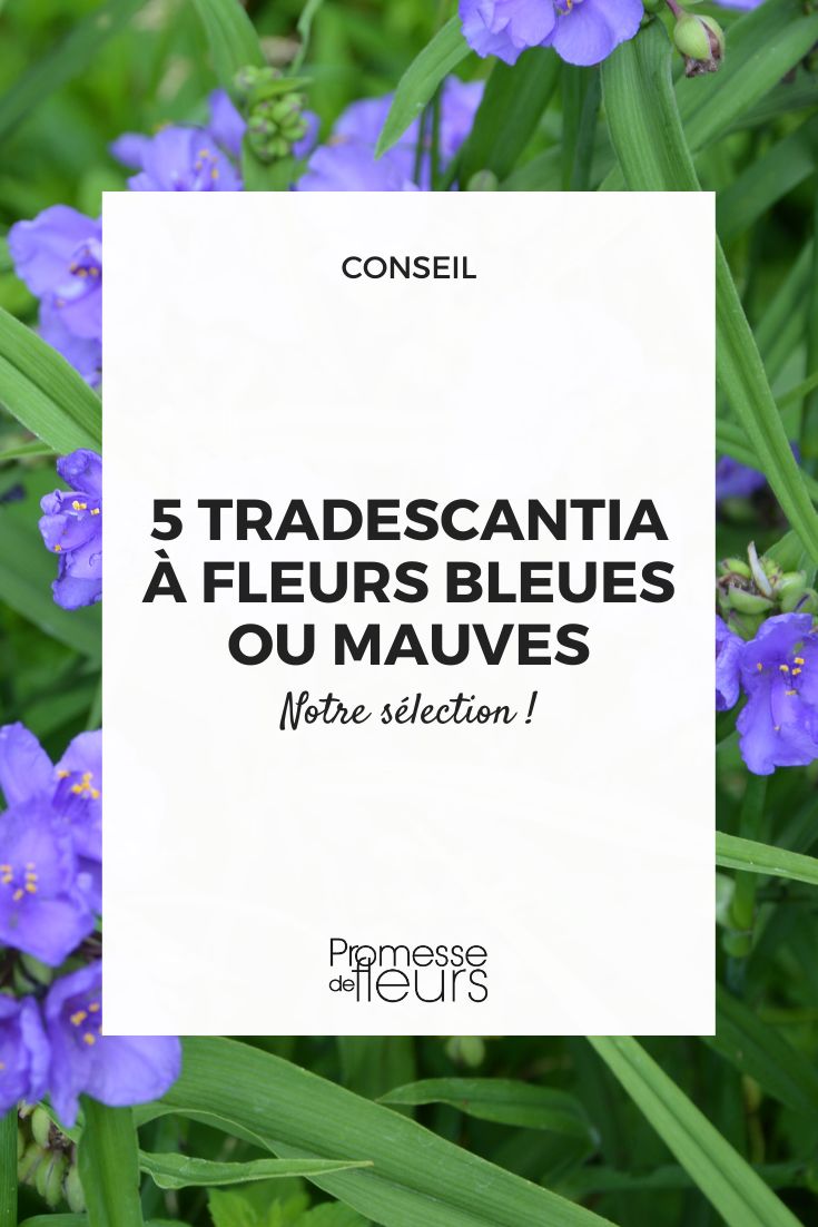 tradescância