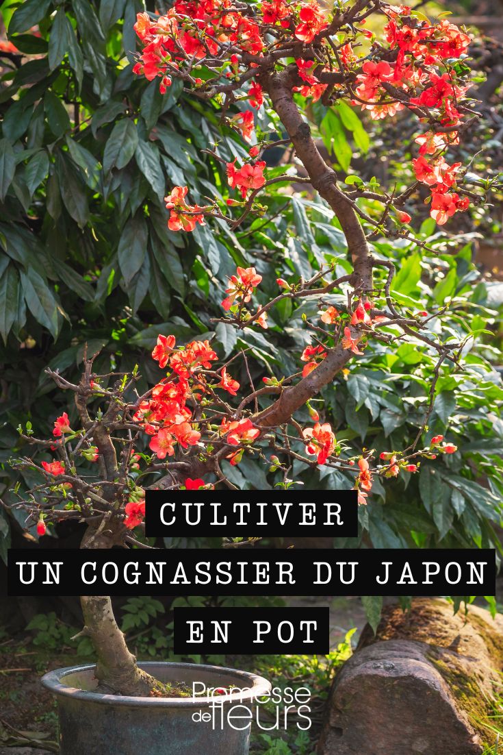 marmeleiro-do-Japão