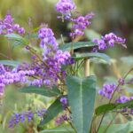 Como podar a salsaparrilha-australiana ou Hardenbergia?