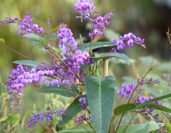 Como podar a salsaparrilha-australiana ou Hardenbergia?