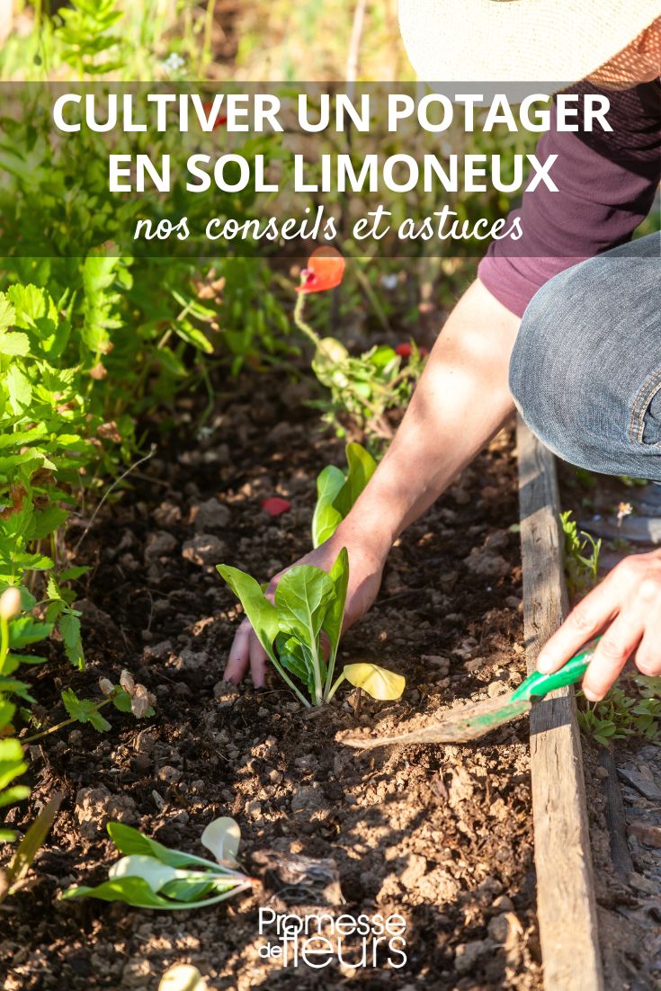 Jardinar em solo limoso