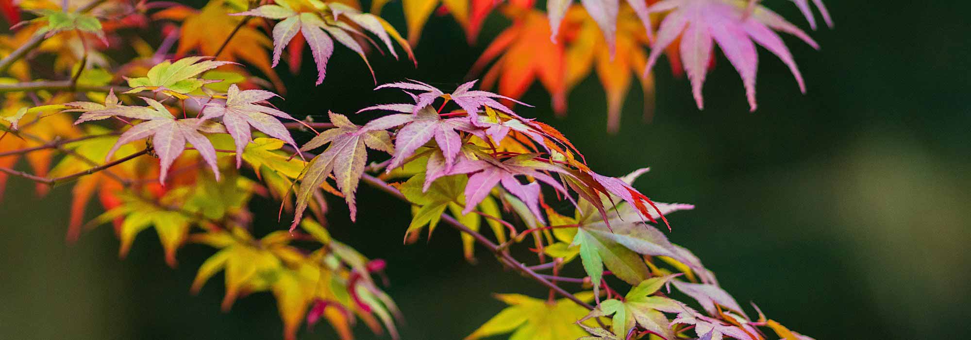 Tudo sobre o bordo-japonês em 15 perguntas