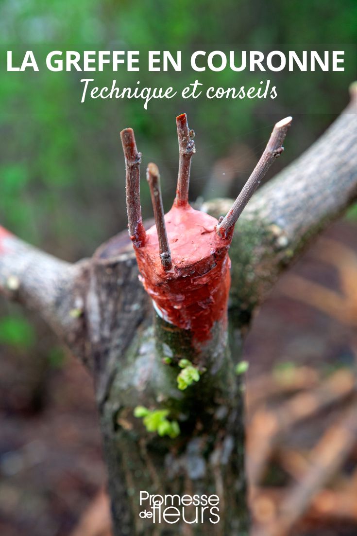 Como fazer a enxertia em coroa