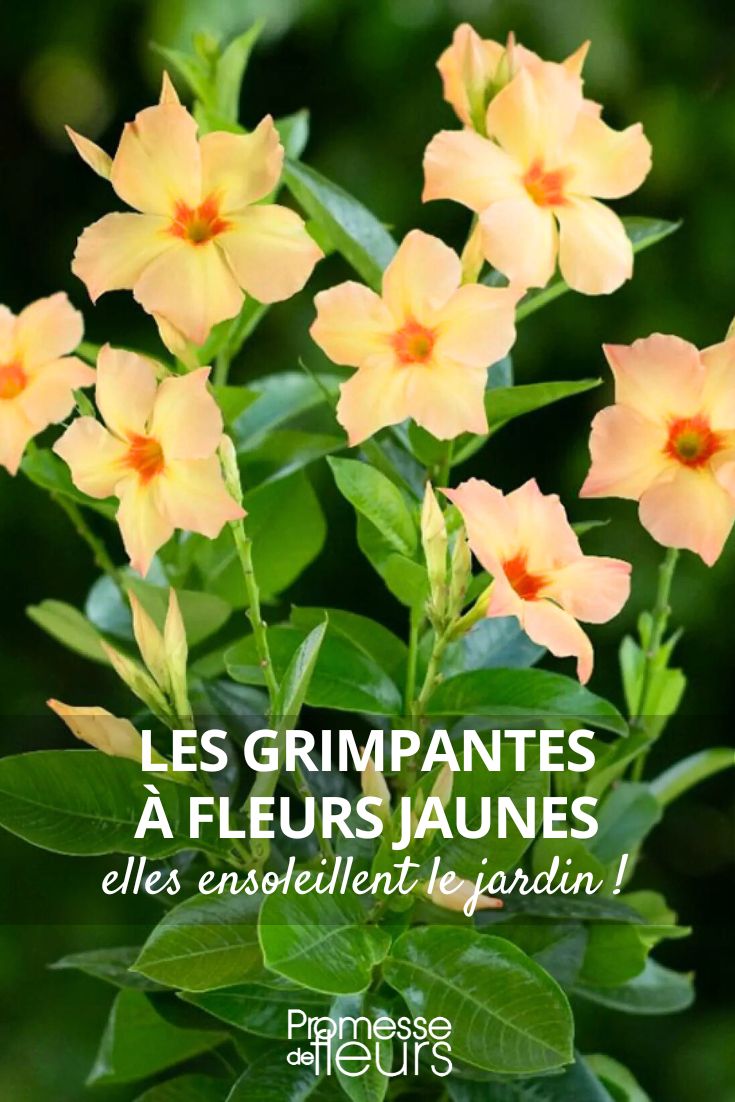 dipladénia 'Diamantina Emerald Amber Star