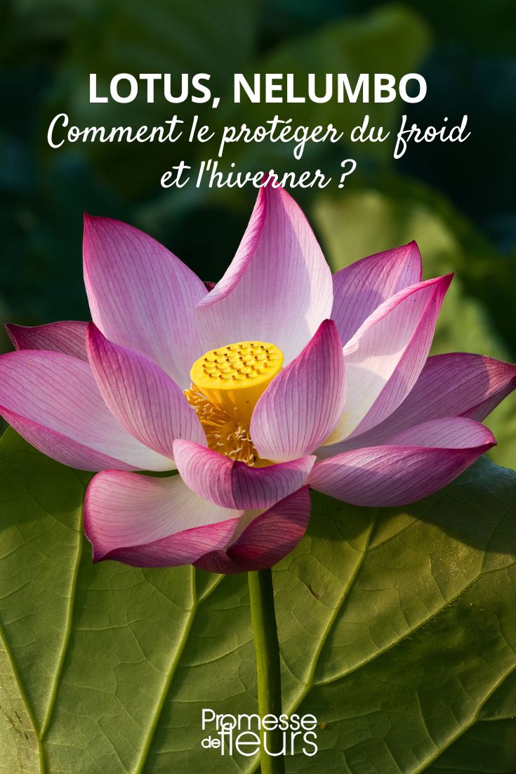 invernar o loto