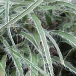 As gramíneas como plantas de cobertura: para um jardim estético e fácil de manter