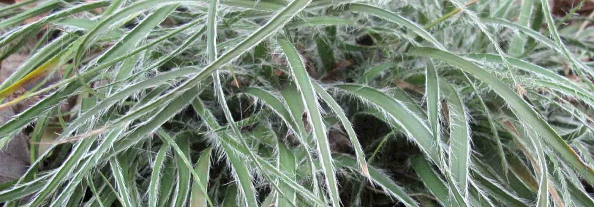 As gramíneas como plantas de cobertura: para um jardim estético e fácil de manter