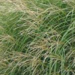 Miscanto: uma seleção de variedades para cultivo em vaso