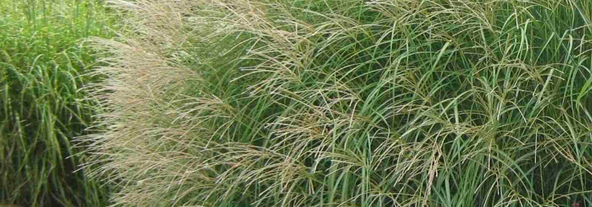 Miscanto: uma seleção de variedades para cultivo em vaso