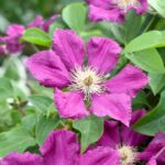Como multiplicar clematites facilmente?