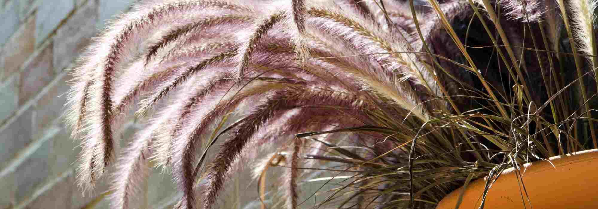 Erva-dos-penas: as melhores variedades para cultivo em vaso