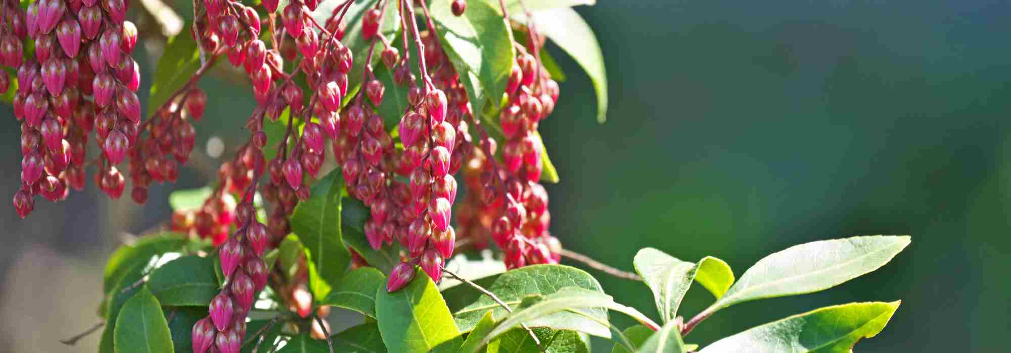 Andrómeda-do-japão - andrómeda: 6 variedades para plantar em vaso