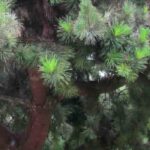 Coníferas de folhagem verde: as melhores variedades