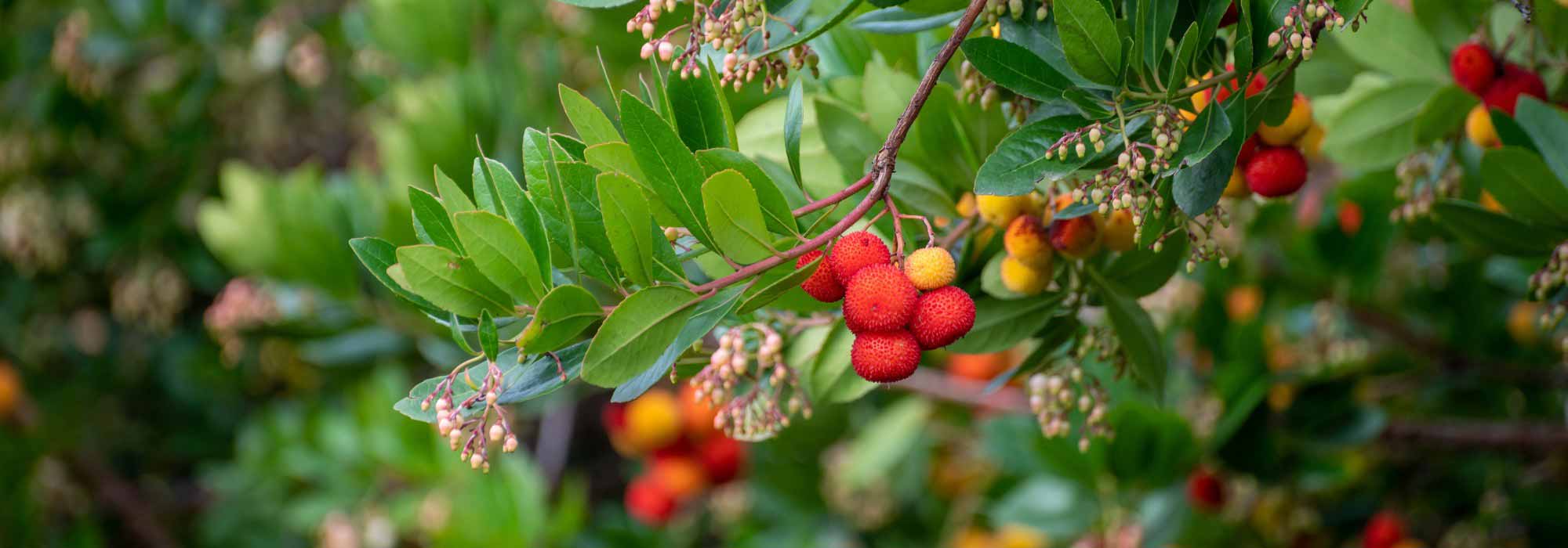 Porque é que o meu medronheiro não dá frutos?