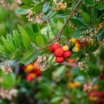 Medronheiro: como colher e utilizar os seus frutos na cozinha?