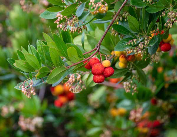 Medronheiro: como colher e utilizar os seus frutos na cozinha?