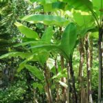 Como podar uma bananeira?
