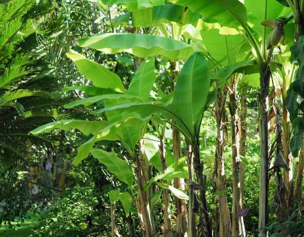 Como podar uma bananeira?