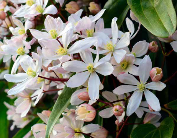 Como podar as clematites de floração no inverno?