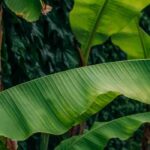 A bananeira em 10 perguntas e respostas