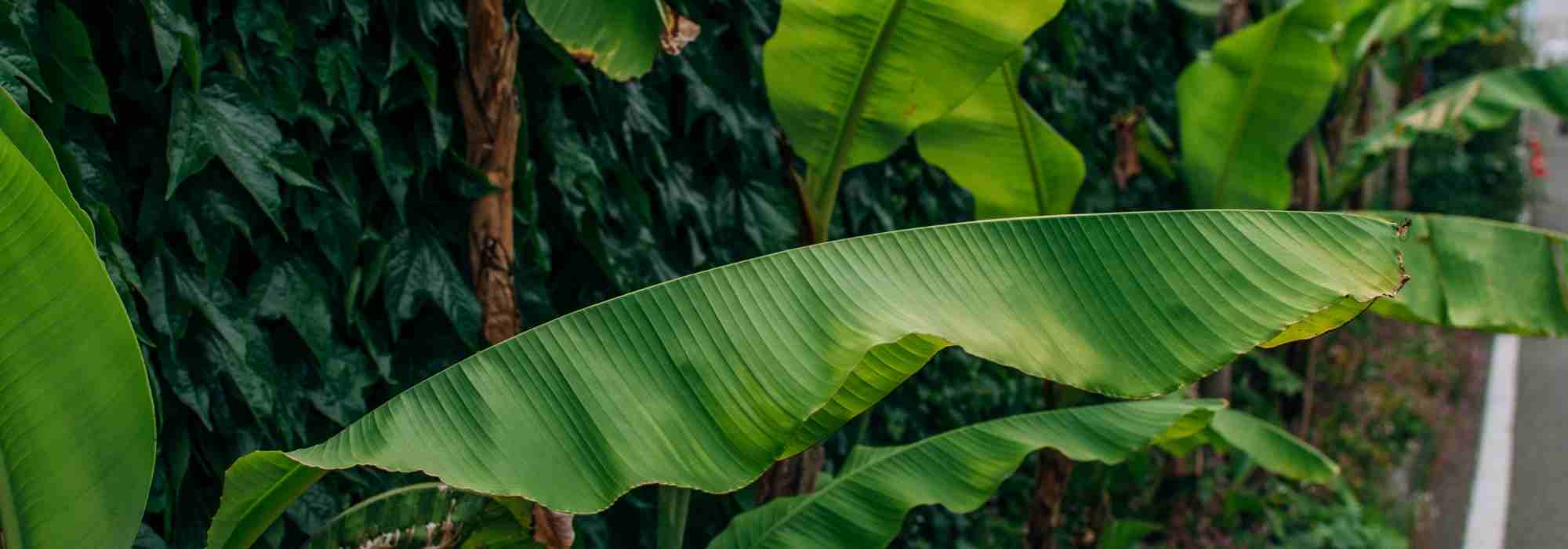 A bananeira em 10 perguntas e respostas
