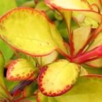 A nossa seleção de bérberes de folhagem dourada: ilumine o seu jardim ou terraço