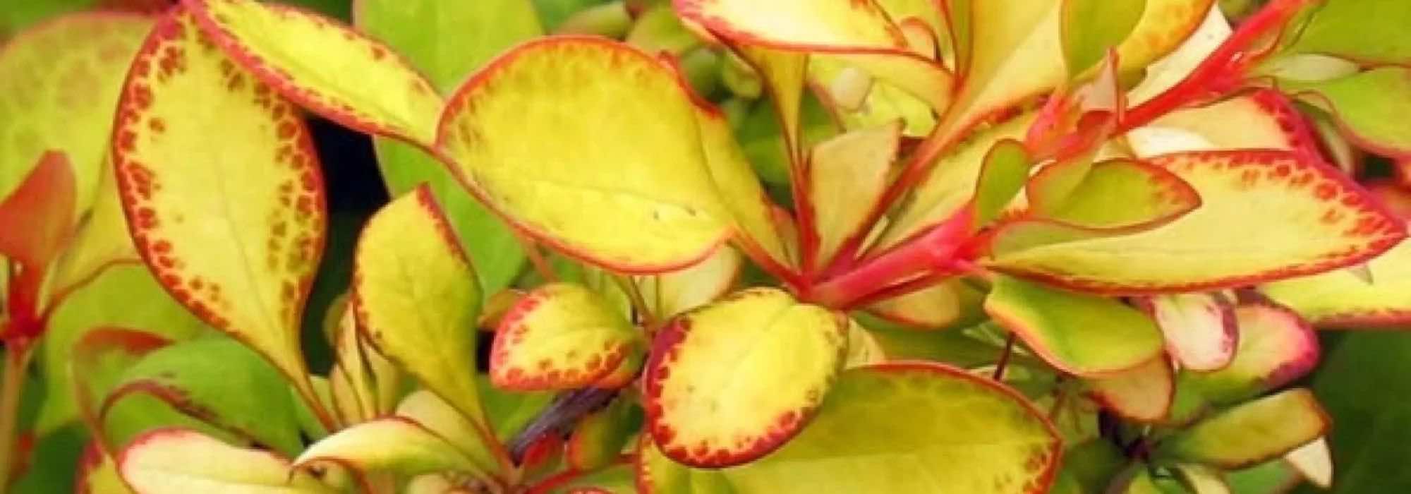 A nossa seleção de bérberes de folhagem dourada: ilumine o seu jardim ou terraço