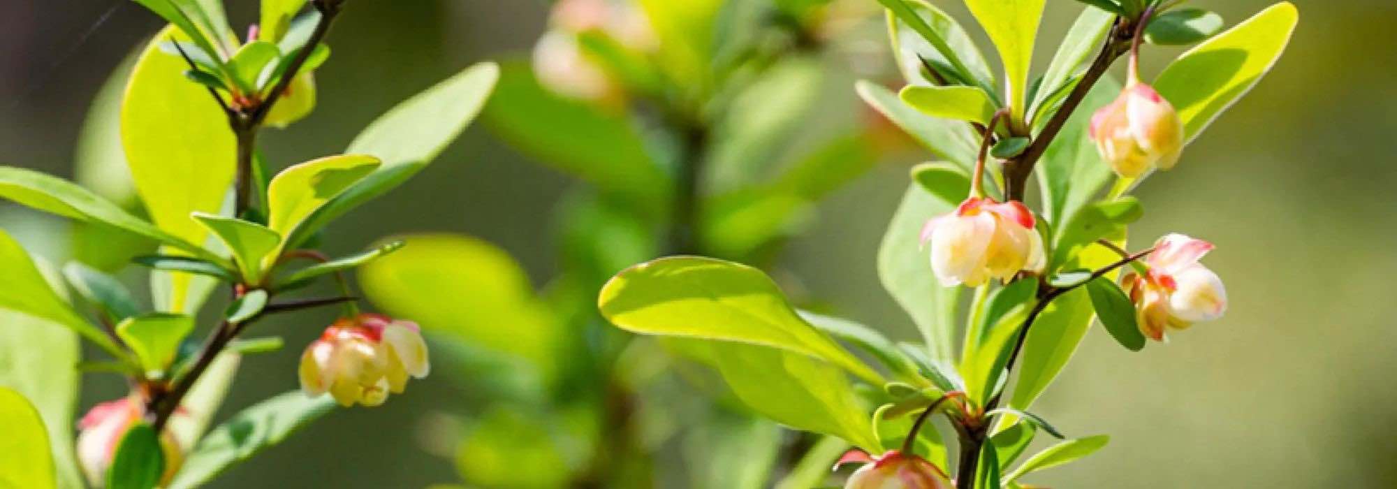 6 bérberes de folhagem verde: arbustos robustos e decorativos para todas as estações