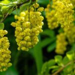 Bérbere de floração decorativa: os nossos conselhos para escolher e plantar este arbusto colorido