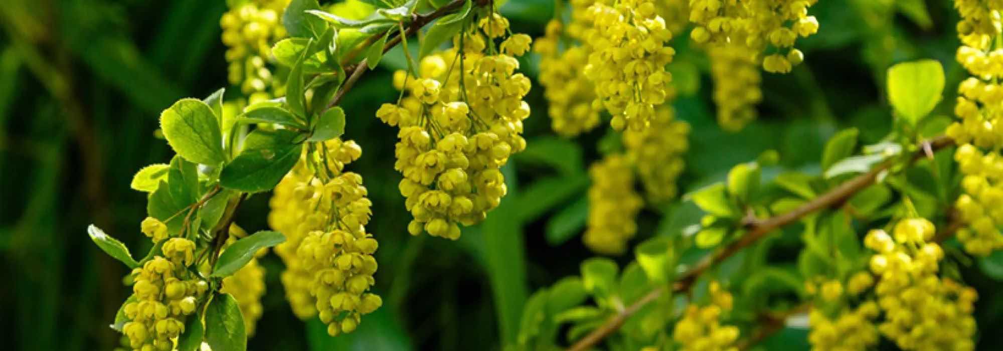 Bérbere de floração decorativa: os nossos conselhos para escolher e plantar este arbusto colorido
