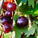 Cultivar jostas, frutos entre a groselha-preta e as groselhas