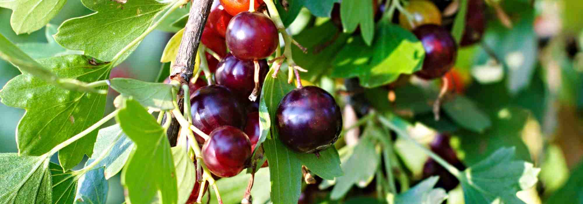 Cultivar jostas, frutos entre a groselha-preta e as groselhas