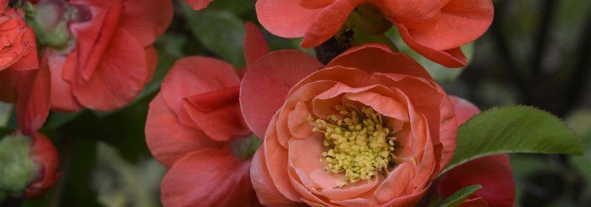 Marmeleiros-do-Japão de flores cor de laranja: para um jardim cheio de vida no fim do inverno