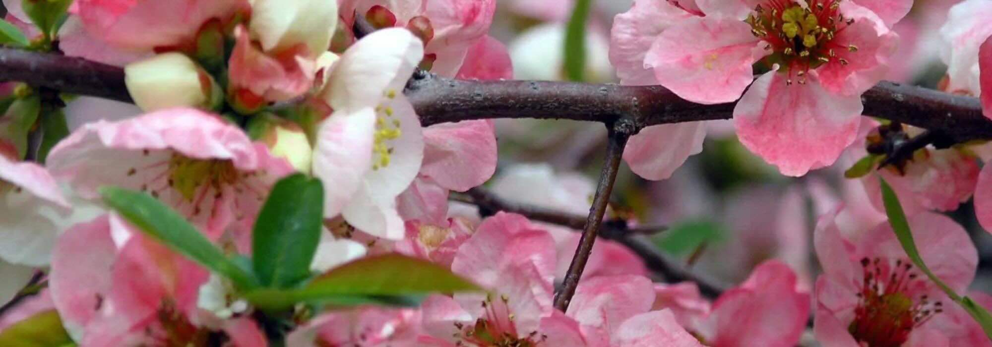Os marmeleiros-do-Japão de flores cor-de-rosa: o despertar primaveril do jardim