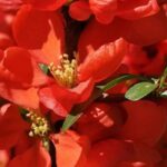 Marmeleiros-do-Japão de flores vermelhas: uma explosão de cor no coração do inverno