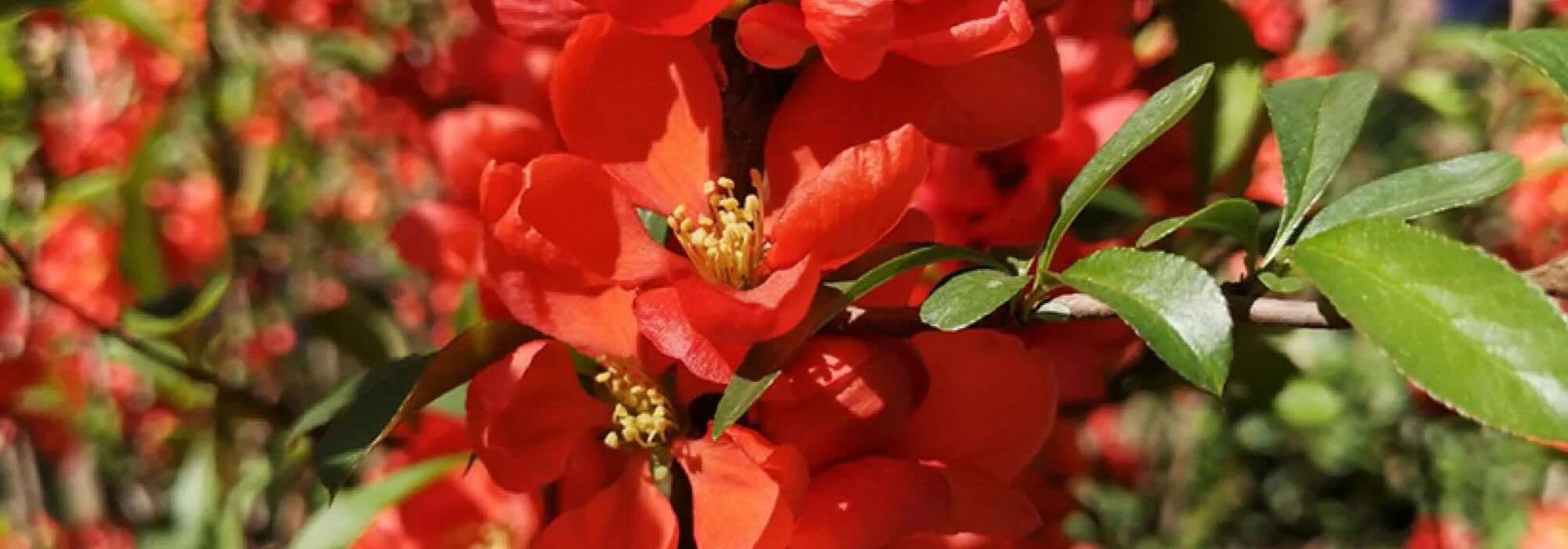 Marmeleiros-do-Japão de flores vermelhas: uma explosão de cor no coração do inverno