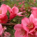 As 9 melhores variedades de marmeleiro-do-Japão para cultivar em vaso