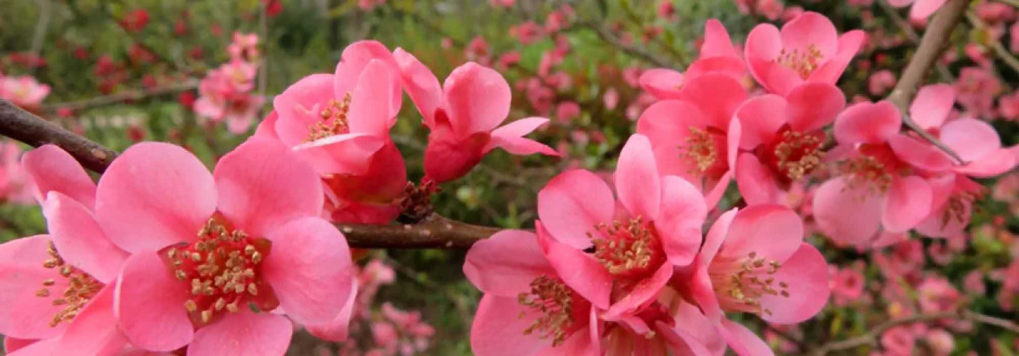 As 9 melhores variedades de marmeleiro-do-Japão para cultivar em vaso