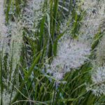 Gramíneas de baixa manutenção: aliadas para um jardim sem complicações