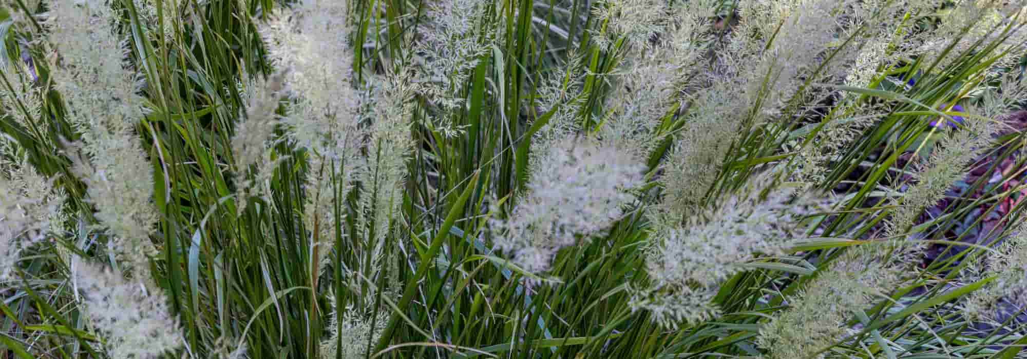 Gramíneas de baixa manutenção: aliadas para um jardim sem complicações